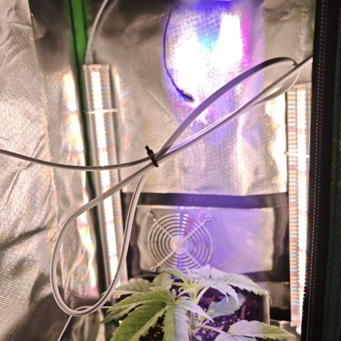 Moby Dick growlog timeline photo