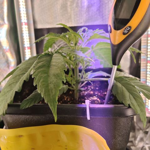 Moby Dick growlog timeline photo