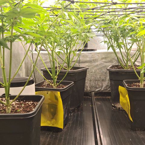 Critical Bilbo growlog timeline photo