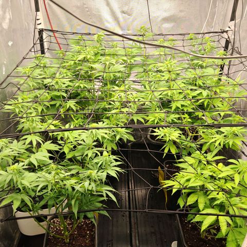 Critical Bilbo growlog timeline photo