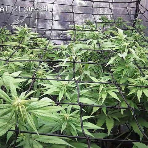 Critical Bilbo growlog timeline photo
