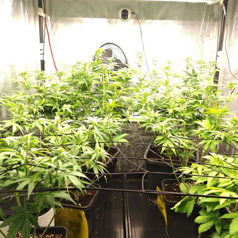 Critical Bilbo growlog timeline photo