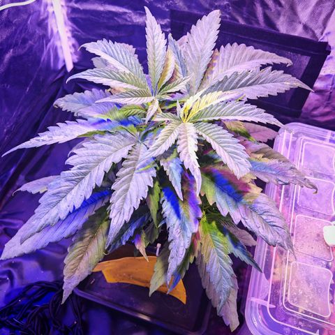 Moby Dick growlog timeline photo
