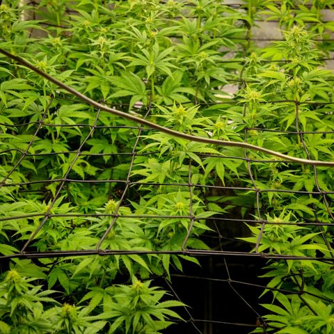 Critical Bilbo growlog timeline photo