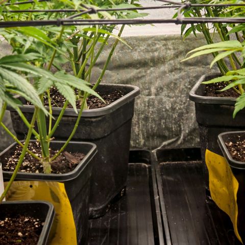 Critical Bilbo growlog timeline photo