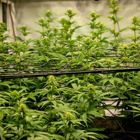 Critical Bilbo growlog timeline photo
