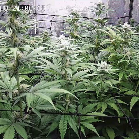 Critical Bilbo growlog timeline photo