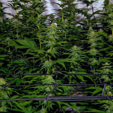 Critical Bilbo growlog timeline photo
