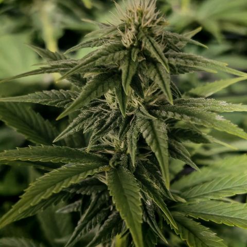 Critical Bilbo growlog timeline photo
