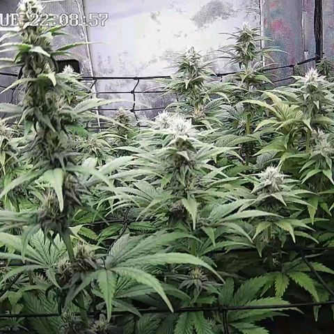 Critical Bilbo growlog timeline photo