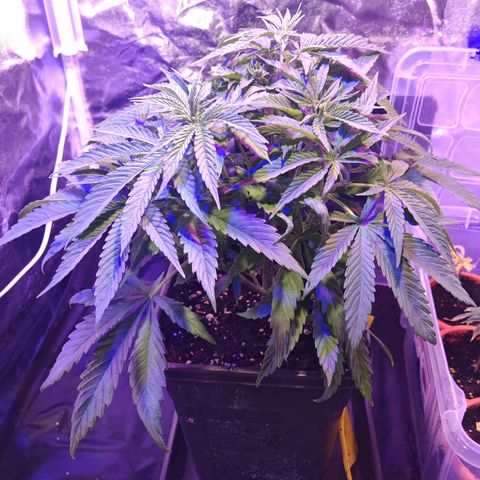 Moby Dick growlog timeline photo