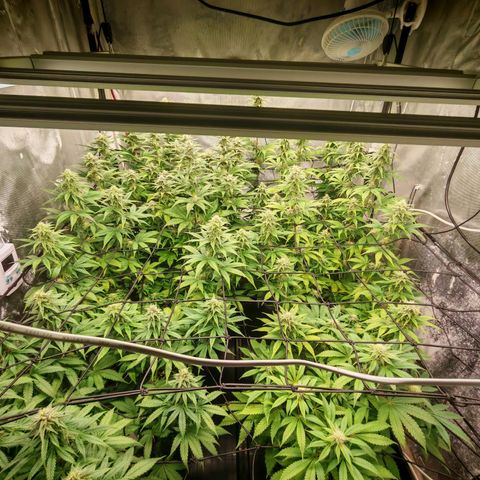 Critical Bilbo growlog timeline photo