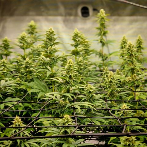 Critical Bilbo growlog timeline photo