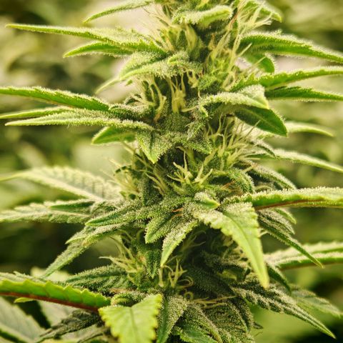 Critical Bilbo growlog timeline photo