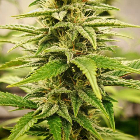 Critical Bilbo growlog timeline photo