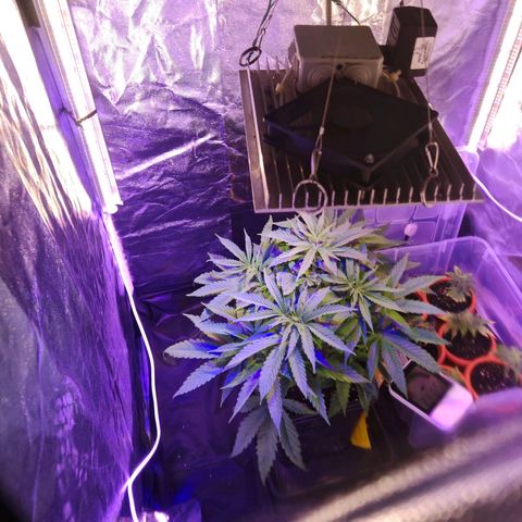 Moby Dick growlog timeline photo
