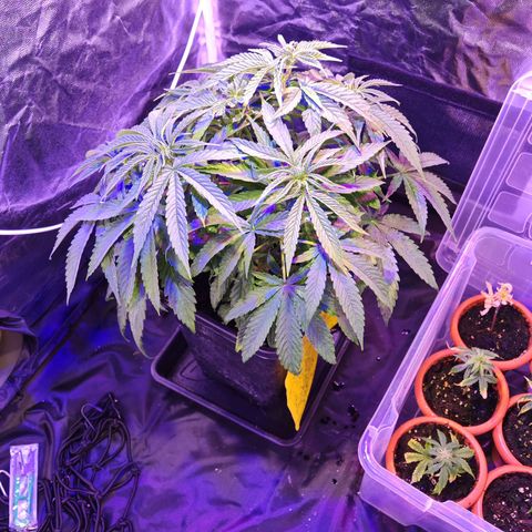 Moby Dick growlog timeline photo