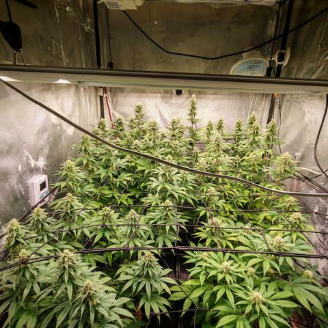 Critical Bilbo growlog timeline photo