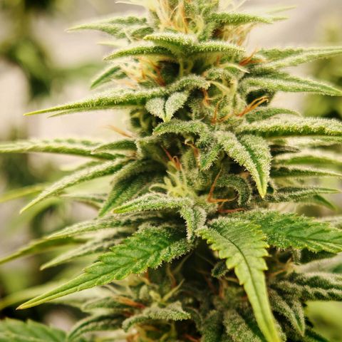 Critical Bilbo growlog timeline photo