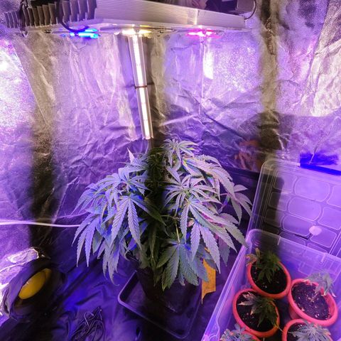 Moby Dick growlog timeline photo