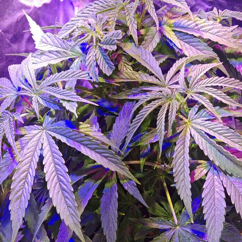 Moby Dick growlog timeline photo