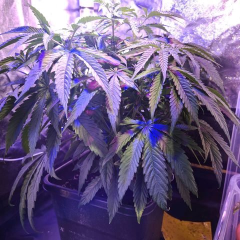 Moby Dick growlog timeline photo