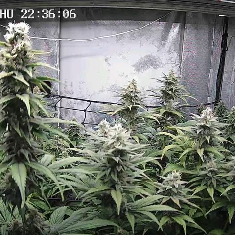 Critical Bilbo growlog timeline photo