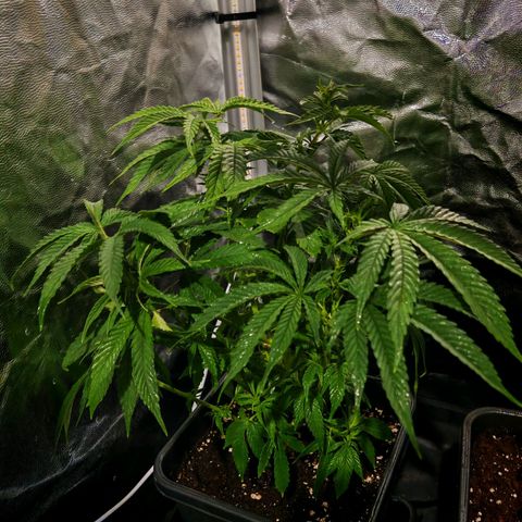 Moby Dick growlog timeline photo