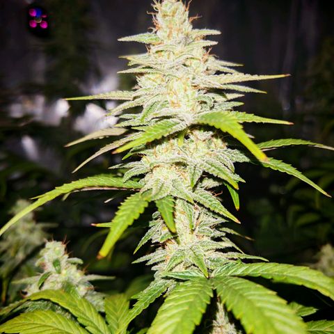 Critical Bilbo growlog timeline photo