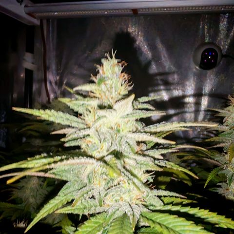 Critical Bilbo growlog timeline photo
