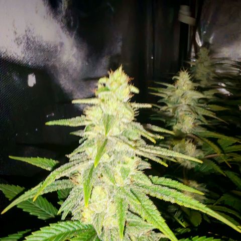 Critical Bilbo growlog timeline photo