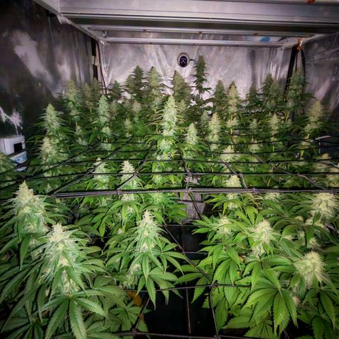 Critical Bilbo growlog timeline photo