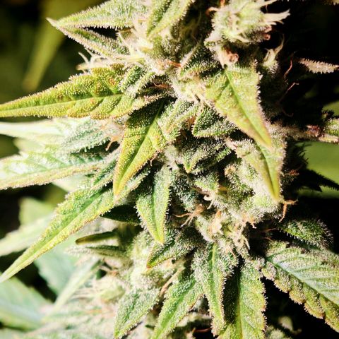 Critical Bilbo growlog timeline photo