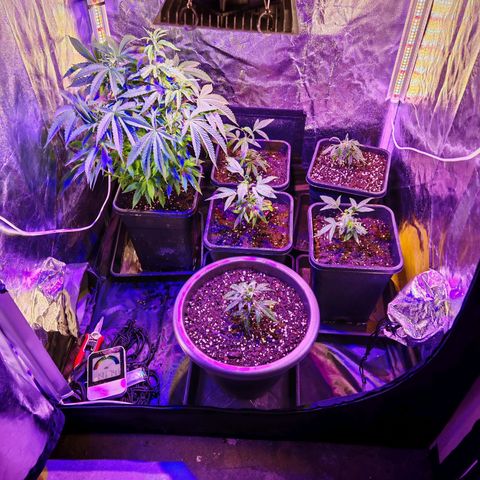 Moby Dick growlog timeline photo