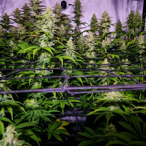 Critical Bilbo growlog timeline photo