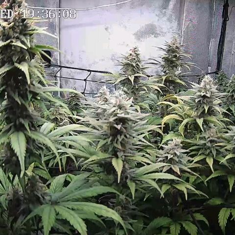 Critical Bilbo growlog timeline photo