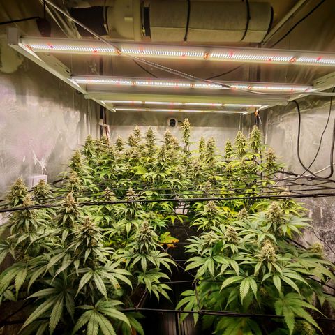 Critical Bilbo growlog timeline photo