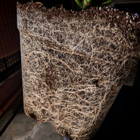 Critical Bilbo growlog timeline photo