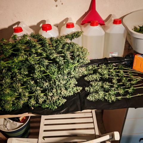 Critical Bilbo growlog timeline photo