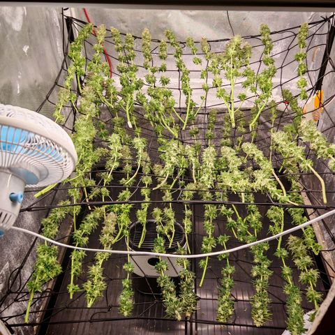 Critical Bilbo growlog timeline photo