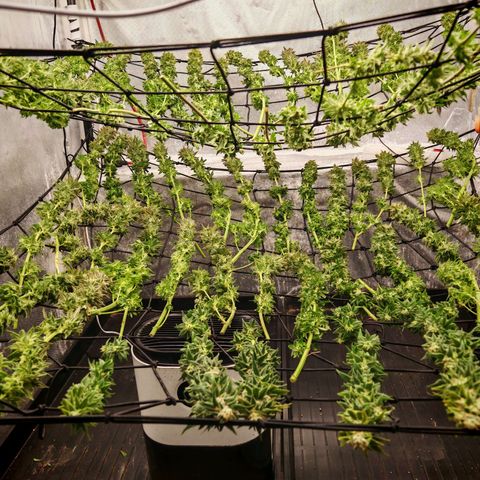 Critical Bilbo growlog timeline photo