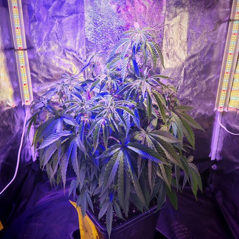 Moby Dick growlog timeline photo