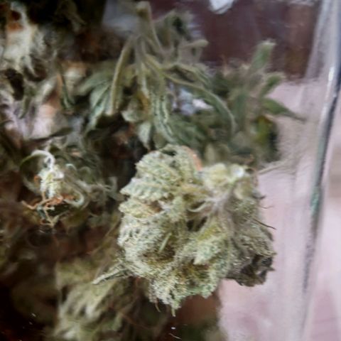 Critical Bilbo growlog timeline photo