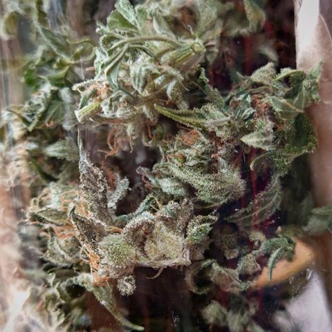 Critical Bilbo growlog timeline photo