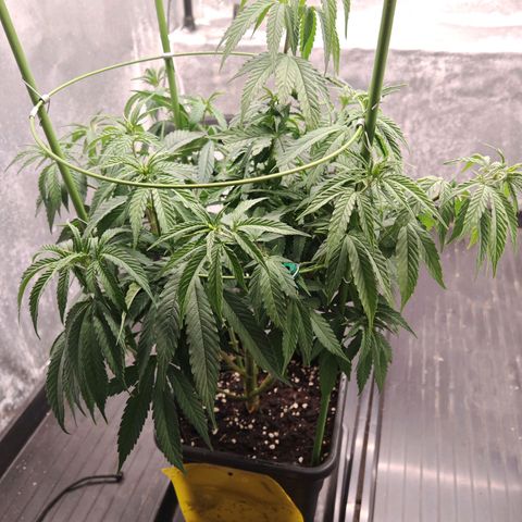 Moby Dick growlog timeline photo
