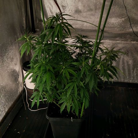 Moby Dick growlog timeline photo