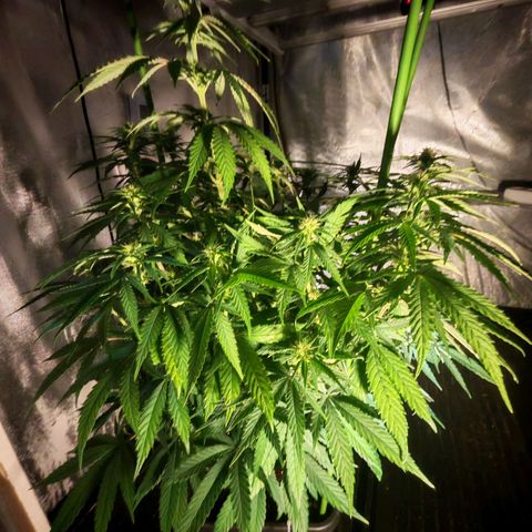 Moby Dick growlog timeline photo