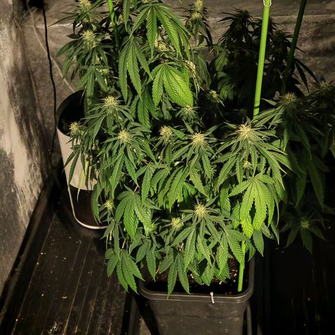 Moby Dick growlog timeline photo