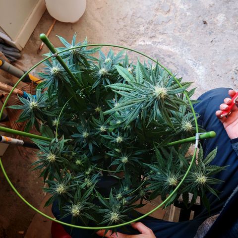 Moby Dick growlog timeline photo