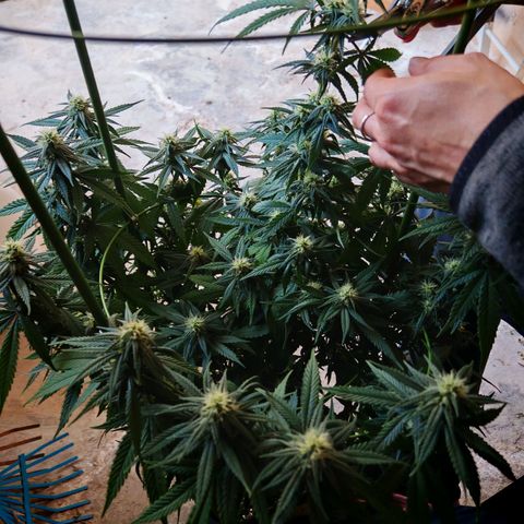 Moby Dick growlog timeline photo